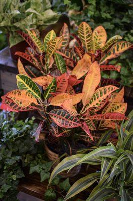 Croton plant