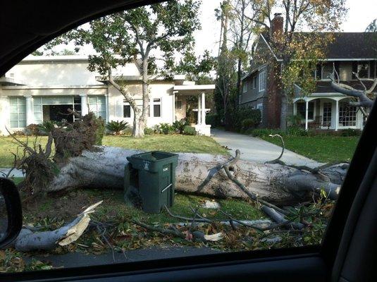 Tree Removal