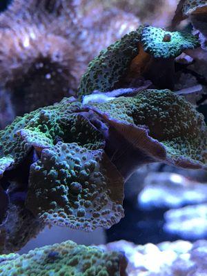 Nice shot of a green mushroom coral