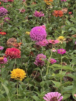 The zinnia field