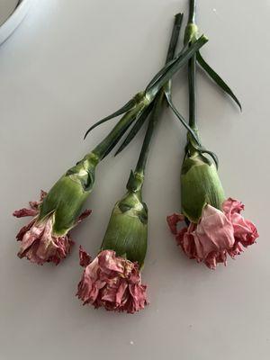 Pink carnations after 3 days in arrangement.