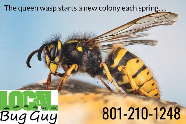 Fall is good time to spray to prevent Spring Wasps