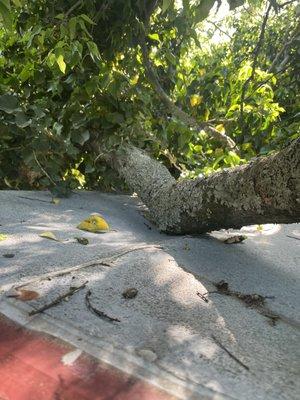 During storm, a tree fell on the top of my food trailer, this is a outside pic, I just want it patched up, don't want to put too much money