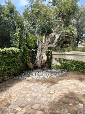 Cool surround of tree base with river rock, and pavers covering entire back yard.