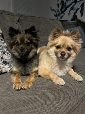 Alvin & Theodore before their groomers appointment; more fluffy