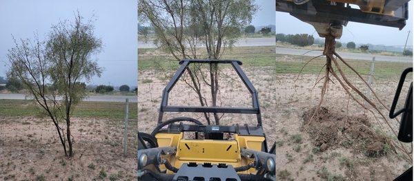 Removing mesquite from fence