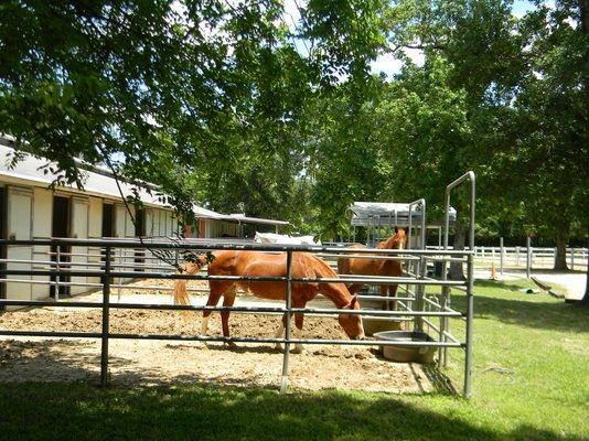 Horse Stalls with small Runs