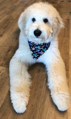 Puppy after his first grooming session.