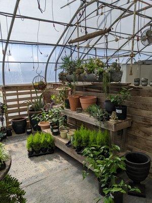 indoor plant and succulent area