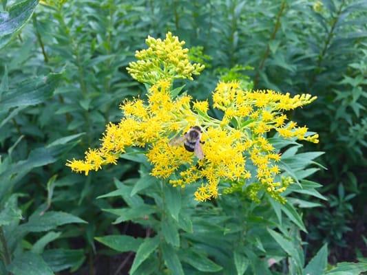 An even closer view of the Wildflowers with some hard-working Bumble Bees.