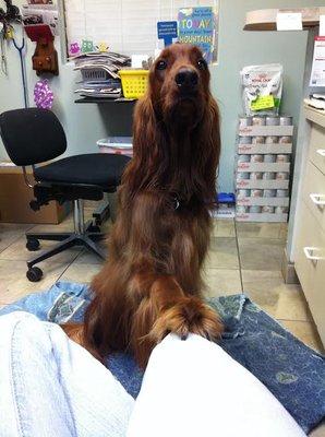 Brin, the Irish Setter, loves to board with us.