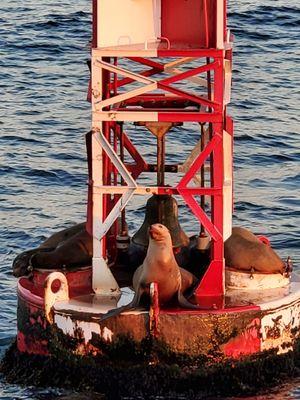 Sea Lions