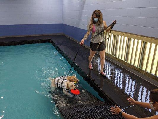 Dog Paddle