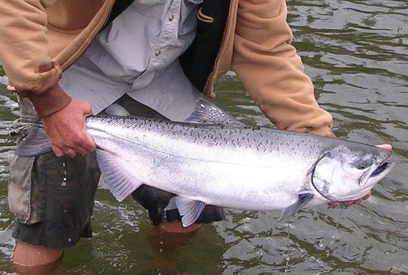 Rogue River Salmon