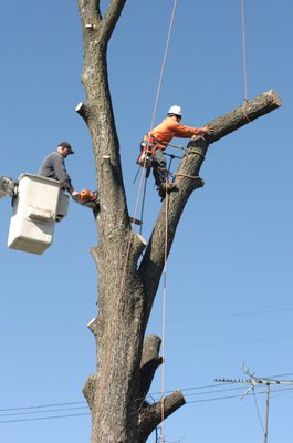 Skyline Tree Services