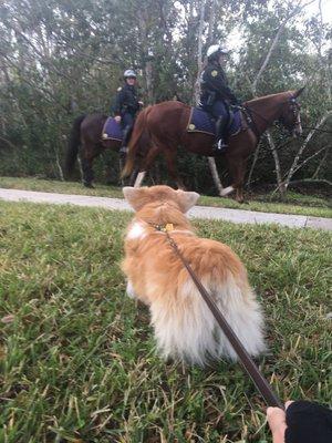 The park is dog-friendly, if they're on leash - and apparently horse-friendly too :-)