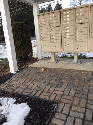 Dog feces in front of mailboxes