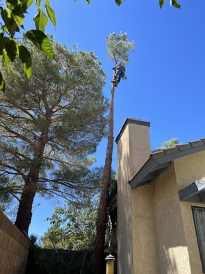 During tree removal