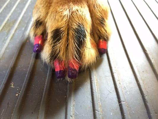 Pink and purple French manicure!