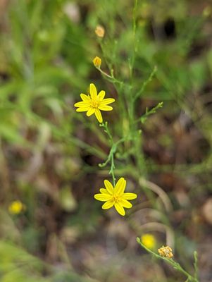 Even with 40 + days of 100 + temps these Tough as Nails Tiny Texas Flowers Survive