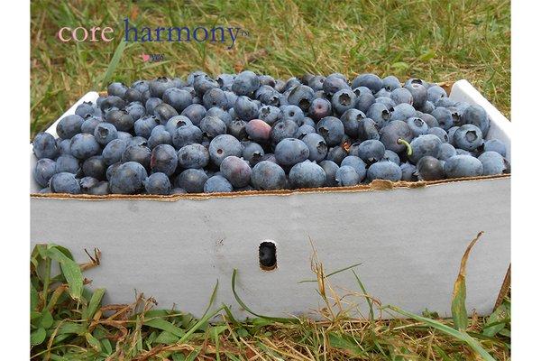 Blueberries with core harmony™ logo