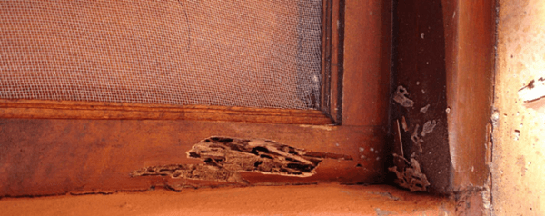 Dry-wood termite damage