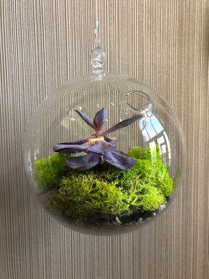 Hanging Glass Planter