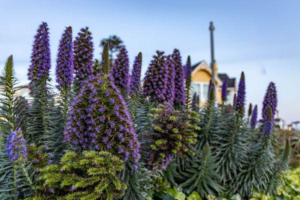 City of Pacific Grove