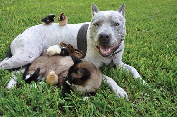 Maui dogs