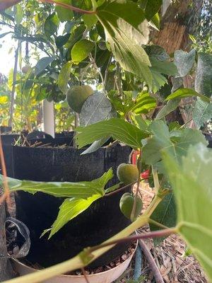 Tucson grown White Sapote