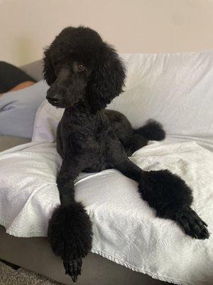 Standard poodle full groom