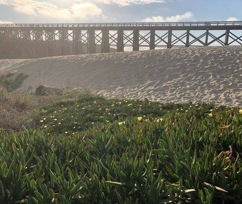 Pudding Creek Beach, Fort Bragg