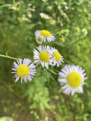 Sky Meadows State Park