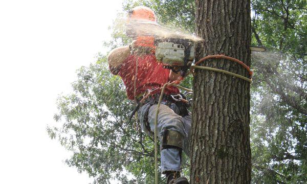 Tree Removal in Action