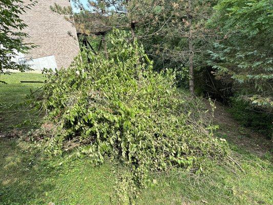 Giant pile of brush.