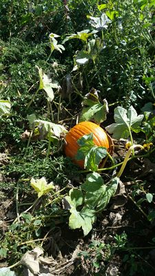 Pumpkin patch