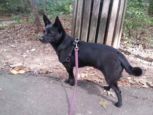 Pepper is looking for the ever abundant squirrel!