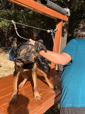 Beau getting a bath before he heads home from a 14 day boarding!!!