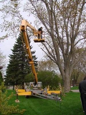 Tree Removal