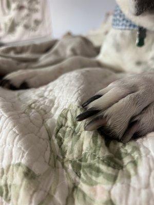 Another picture of my dog's unclipped nails.