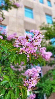 Crepe myrtle by Humanities Gateway building -  taken on 5/17/2022