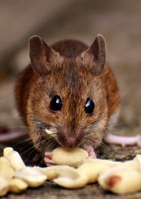 Miche Pest Control provides Rodent Control in Rockville Maryland