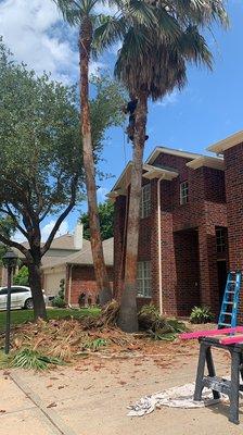 Patino Tree Service