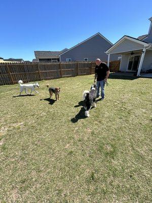 Socializing a dog with other dogs