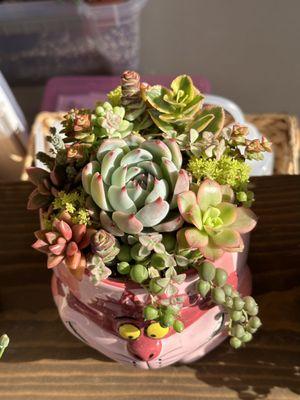 Cheshire Cat Succulent Arrangement