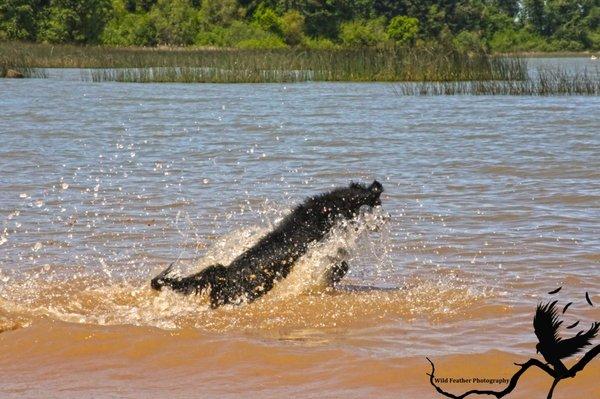 Water is always a fun thing to capture with dogs :)