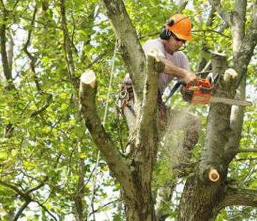 Home Commercial Services caters Tree Trimming also