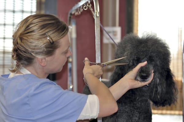 Laura is working on her first poodle topknot:) 