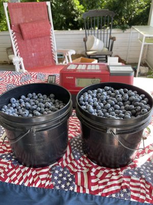 Picked today 6/28/2021. Family friendly and Pesticide free.