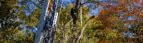 Removing 100+ foot oak tree next to house